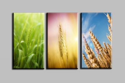 wheat 3 panels/set hd picture canvas print painting artwork home decorative painting