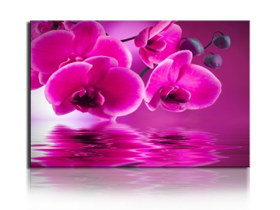 1 piece sell modern wall painting beautiful orchid home decorative art the picture paint on canvas printing