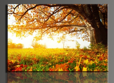 beautiful autumn maple ,1 panel/set hd canvas print painting artwork,, decorative painting h01751d-n