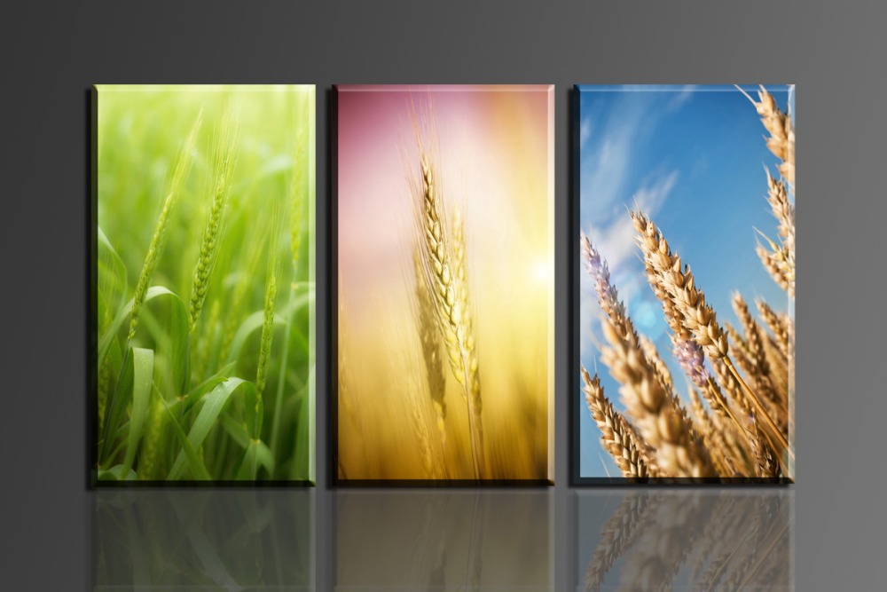 wheat 3 panels/set hd picture canvas print painting artwork home decorative painting