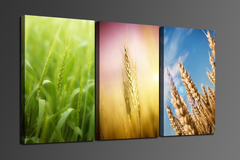 wheat 3 panels/set hd picture canvas print painting artwork home decorative painting