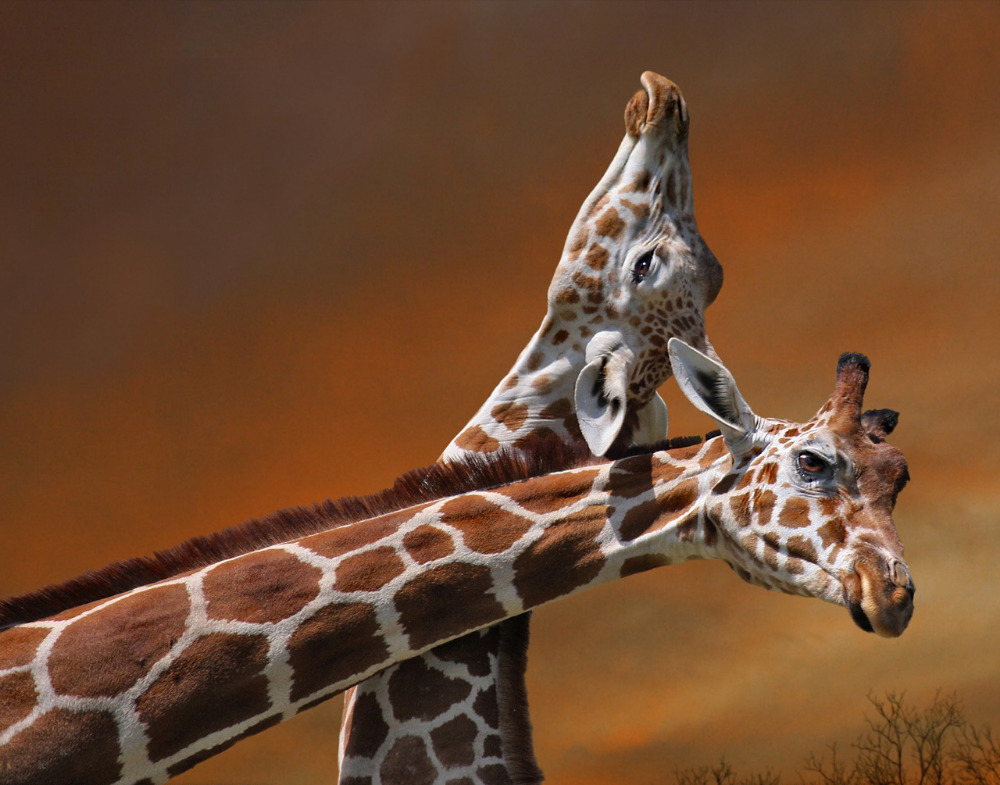 discount giraffe oil painting hand painted oil painting on canvas home decoration home decorative art picture